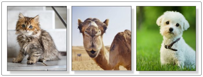 Tablouri canvas cu catei, pisici sau alte animale